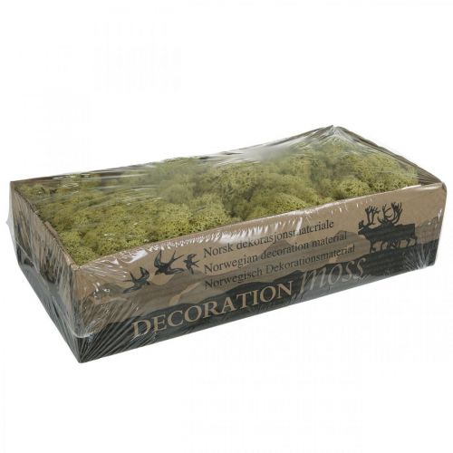 Itens Musgo decorativo verde kiwi para artesanato, seco, tingido 500g