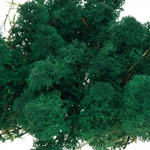 Itens Musgo decorativo verde musgo da Islândia preserva musgo para artesanato 400g