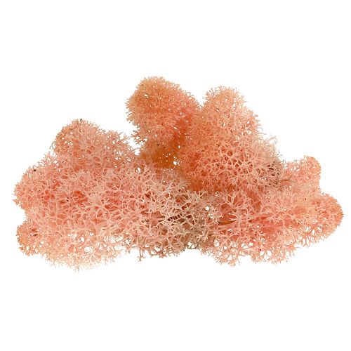 Deco musgo rena musgo rosa 400g