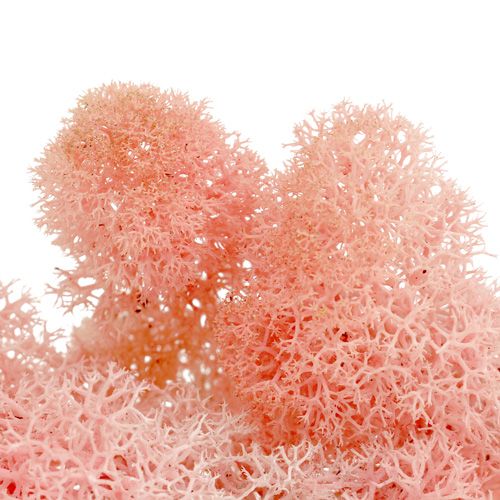 Itens Musgo decorativo musgo da Islândia rosa 400g