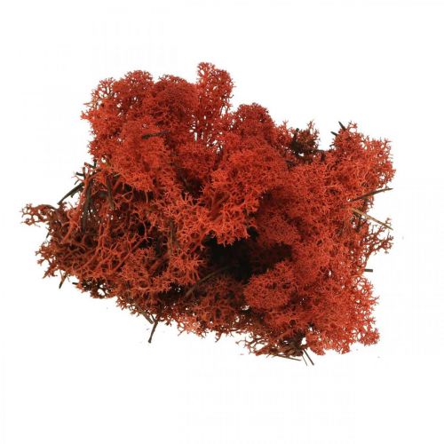 Itens Musgo decorativo vermelho Siena musgo natural para artesanato, seco, colorido 500g