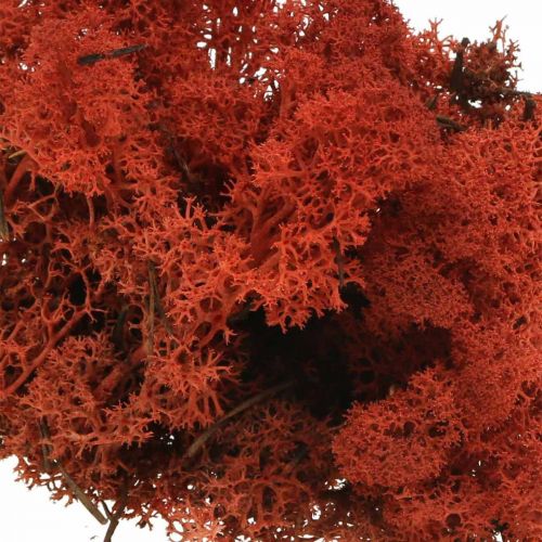 Itens Musgo decorativo vermelho Siena musgo natural para artesanato, seco, colorido 500g