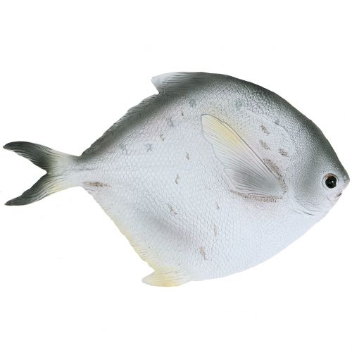 Floristik24 Peixe Deco L21cm