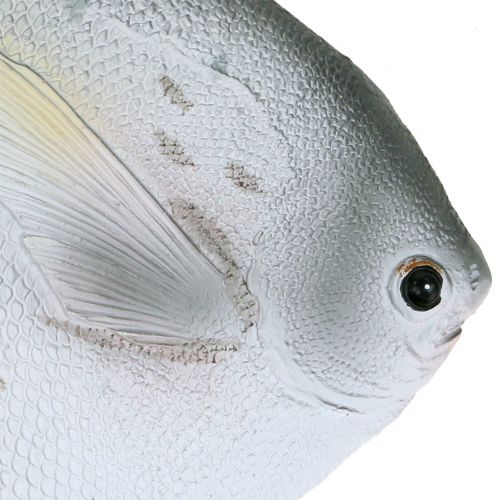 Floristik24 Peixe Deco L21cm