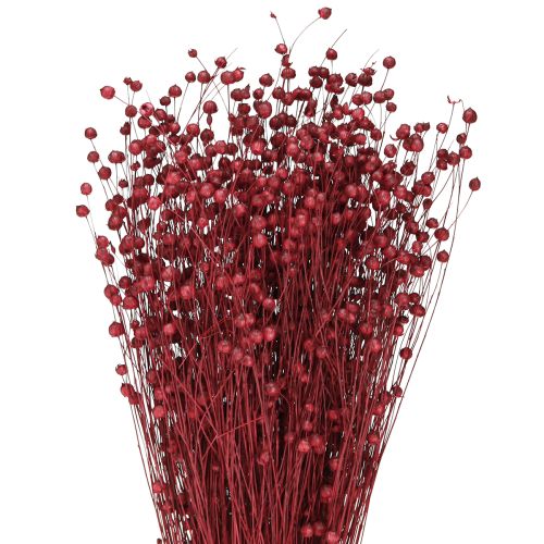 Floristik24 Linho Bordeaux Vermelho Decoração Seca Flores Secas C 55cm 80g