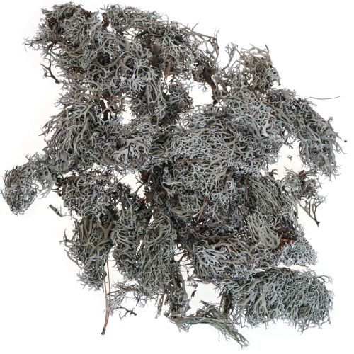 Floristik24 Líquen líquen musgo árvore musgo decorativo natural 1kg