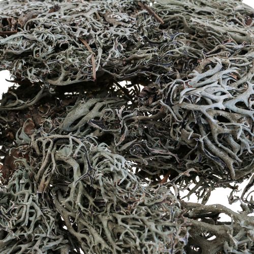 Itens Líquen líquen musgo árvore musgo decorativo natural 1kg