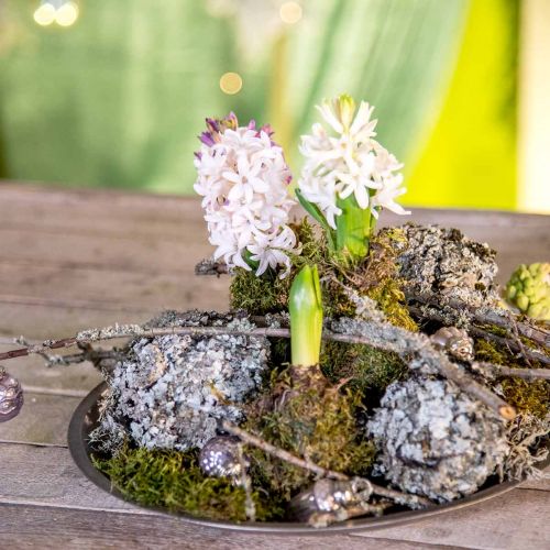 Floristik24 Líquen decoração natural com cinza musgo 500g
