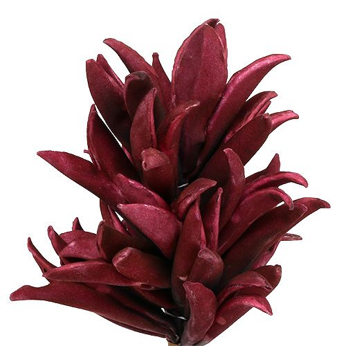Floristik24 Flor de espuma Bordeaux 14cm L66cm