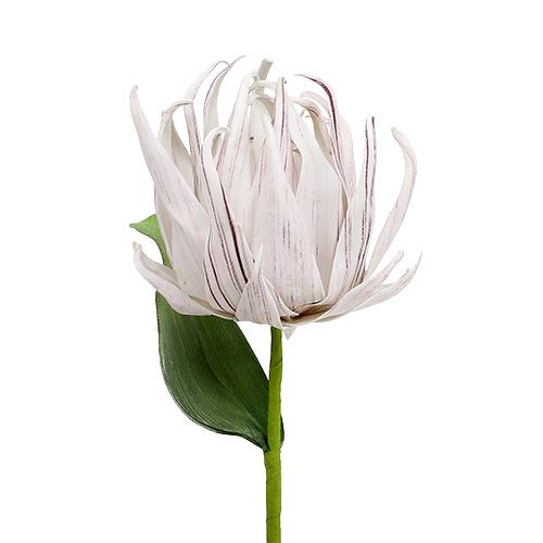 Floristik24 Flor de espuma branca, roxa 12cm L30cm 1p