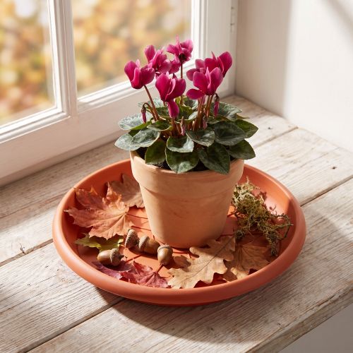 Pires "Linda" Ø20cm terracota | Floristik24.pt