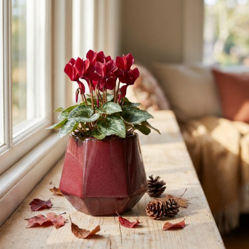 Floreira Vaso de Cerâmica Vermelho Hexagonal Ø10cm A9cm | Floristik24.pt