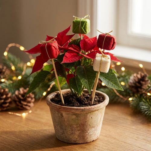 Plug flor Natal Pacote de Natal 2,5cm 15 un | Floristik24.pt