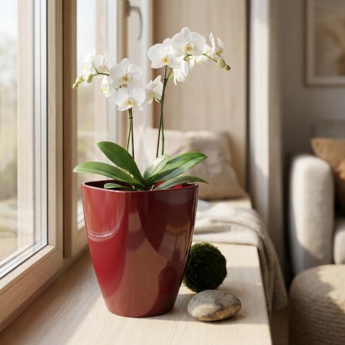 Vaso de orquídea brilhante Ø12,5cm Bordeaux 1ud | Floristik24.pt