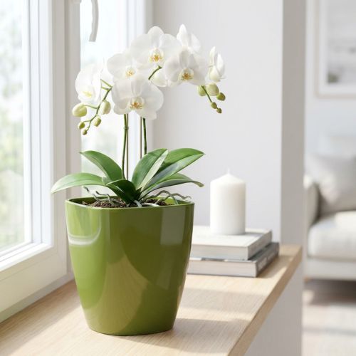 Vaso de orquídea brilhante Ø12,5cm verde oliva 1 unidade | Floristik24.pt