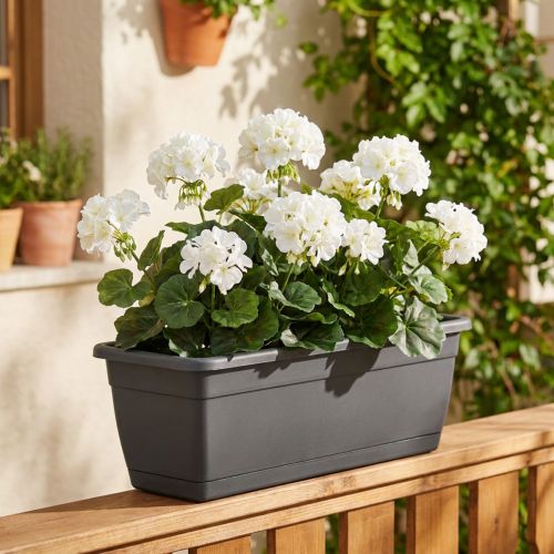Arbusto de gerânio branco 38cm | Floristik24.pt