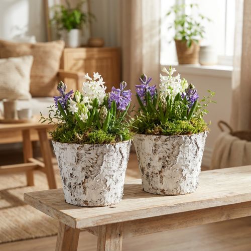 Vaso decorativo vaso de bétula branqueada Ø18cm Alt.15cm 2 unidades | Floristik24.pt