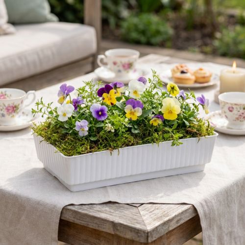 Tigela Lara 15cm x 8cm x 4cm 10uds | Floristik24.pt