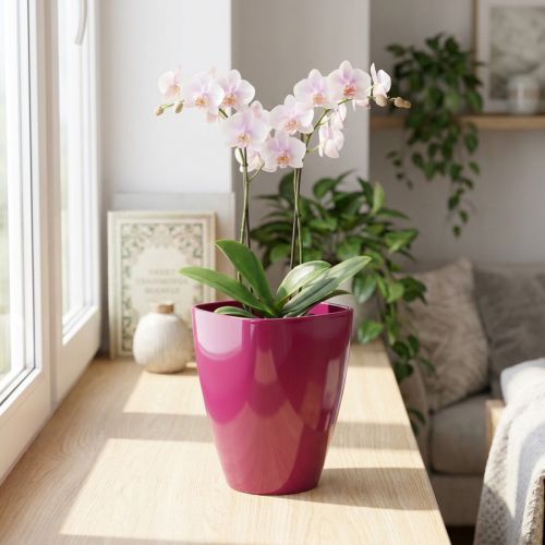 Vaso de orquídea brilhante Ø12,5cm cereja 1ud | Floristik24.pt