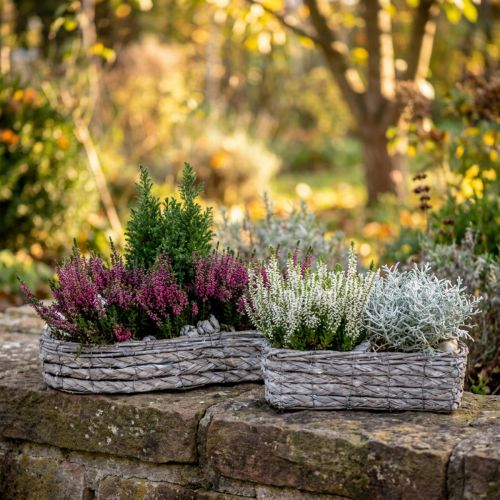 Tigela para plantas, caixa para plantas cinza 48,5/31,5 cm conjunto de 2 | Floristik24.pt