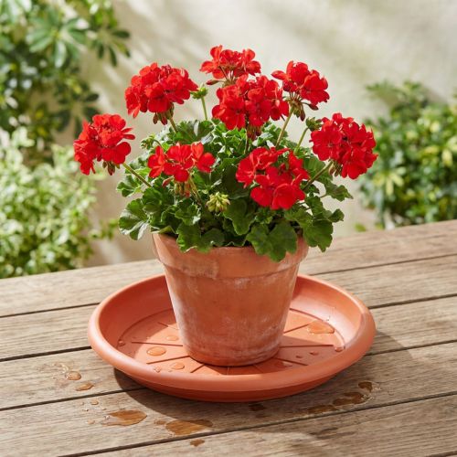 Base para copos “Linda” Ø33cm terracota | Floristik24.pt