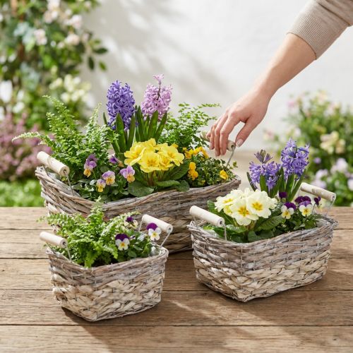 Cesto para plantas com asas, cesto quadrado, floreira natural para plantar shabby chic lavado branco L30/25,5/21 cm H12/11/10 cm conjunto de 3 | Floristik24.pt