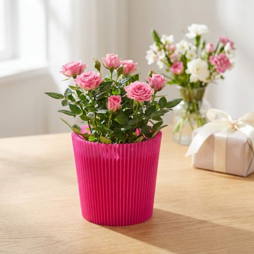 Itens Punhos plissados Cerise 14,5cm 100 peças