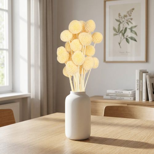 Craspedia Flores Secas Creme para Decoração 20 unidades 50-55cm | Floristik24.pt