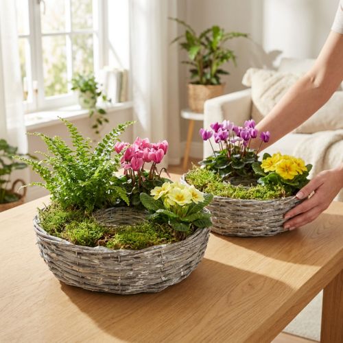 Vaso de salgueiro branco, conjunto de 2, Ø25/30cm, decorativo para plantas de interior. | Floristik24.pt