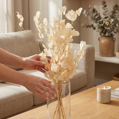 Itens Lunaria Champagne de folha prateada seca 65-70cm 20g