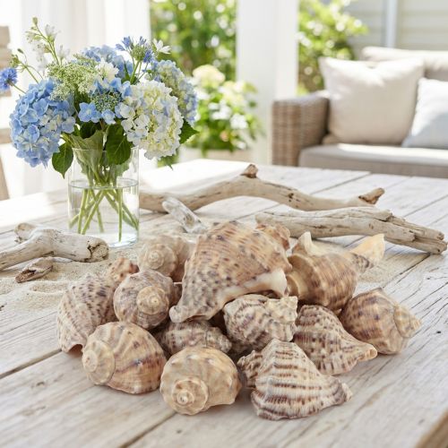 Itens Decoração de concha de caracol caracóis marinhos creme marrom 4-6cm 300g
