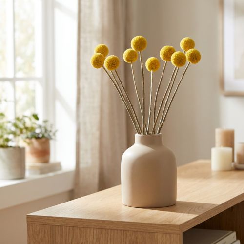Craspedia flores secas, amarelas, 70cm, decorativas, 10 peças | Floristik24.pt