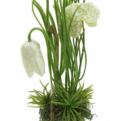 Floristik24 Fritilaria na casca do ovo para pendurar artificialmente verde, branco 25cm