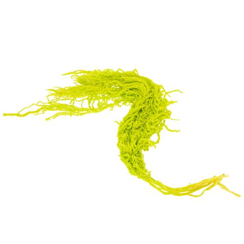 Itens Flores secas de rabo de raposa, tingidas, para decoração especial e detalhes únicos, 100 cm, 5 peças.