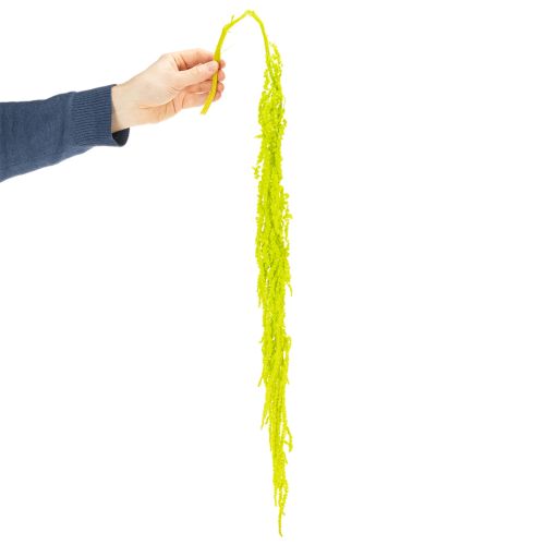 Itens Flores secas de rabo de raposa, tingidas, para decoração especial e detalhes únicos, 100 cm, 5 peças.