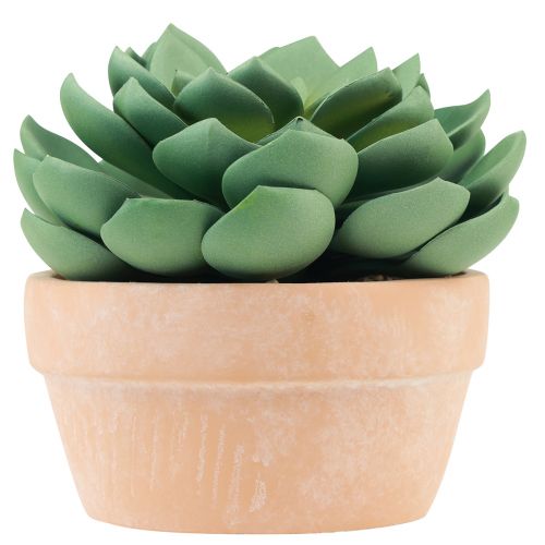 Floristik24 Planta suculenta em vaso Echeveria artificial verde Ø15cm