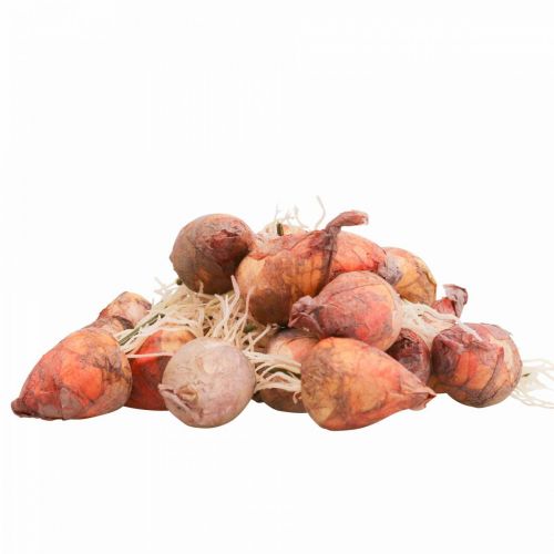 Itens Decoração vegetal mini beterraba artificial Ø2,5cm Alt.3,5cm 24 un