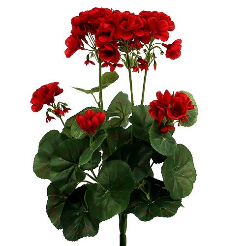 Floristik24 Arbusto de gerânio vermelho 36cm