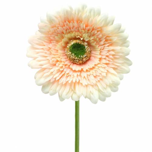 Floristik24 Gerbera artificial pêssego 62 cm 6 unidades