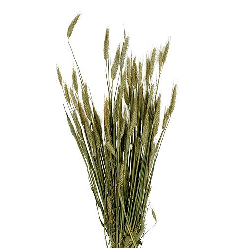 Decoração de grãos triticale como um pacote natureza 1 pacote