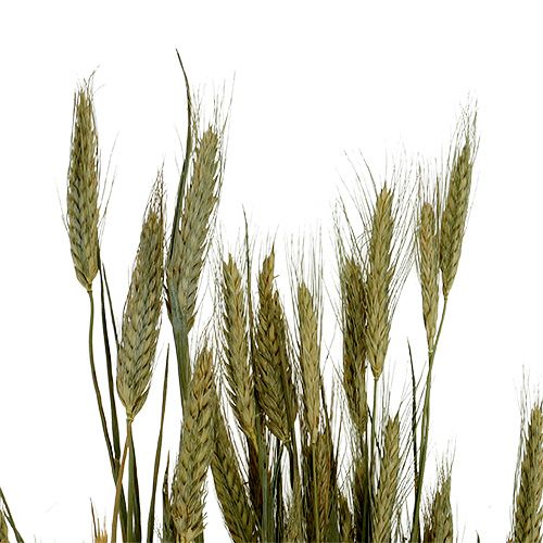 Itens Decoração de grãos de cevada decoração seca natural 80cm cacho 1 peça