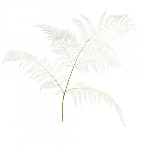 Itens Decoração de samambaia seca Samambaia branqueada Alt.75cm 10 unidades