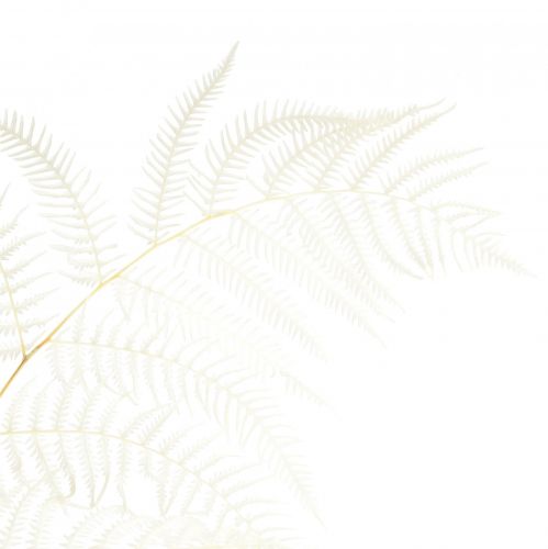 Itens Decoração de samambaia seca Samambaia branqueada Alt.75cm 10 unidades