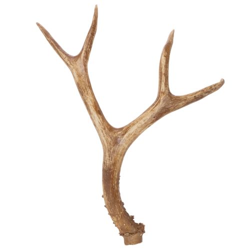 Chifres artificiais, realistas, rústicos, 32 cm comprar | Floristik24.pt