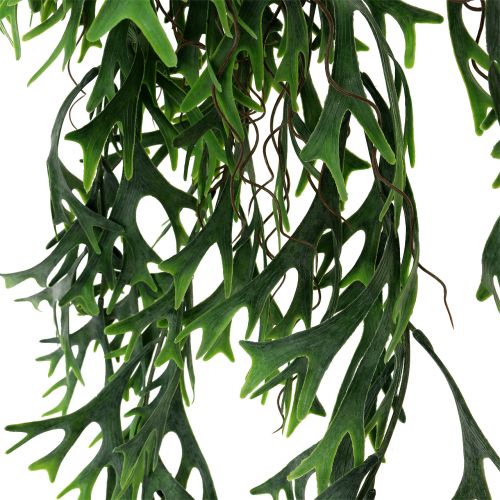Floristik24 Arbusto de samambaia de chifre pendurado 84 cm