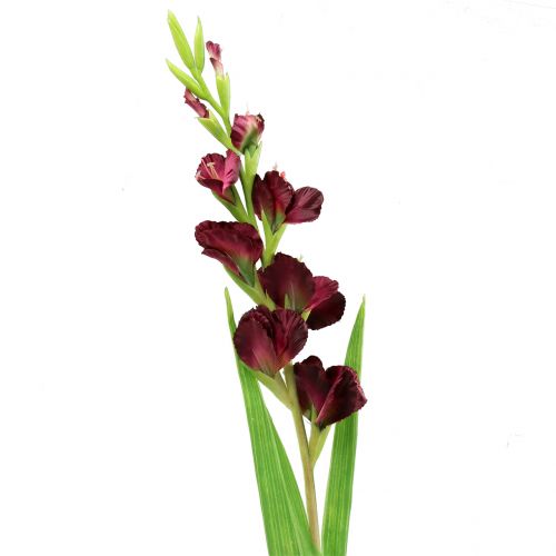 Floristik24 Gladiolus Real-Touch Bordeaux 93 cm