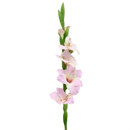 Floristik24 Gladiolus creme-roxo 86 cm