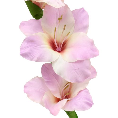 Itens Gladiolus creme-roxo 86 cm