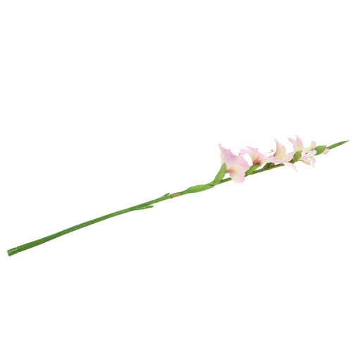 Floristik24 Gladiolus creme-roxo 86 cm