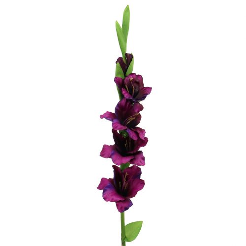 Floristik24 Gladiolus roxo escuro 86 cm